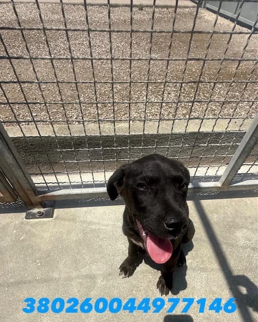 CASTELLO DI CISTERNA, NERO BIANCO male young mixed breed for adoption at Canile Re.Ca.No, Giugliano