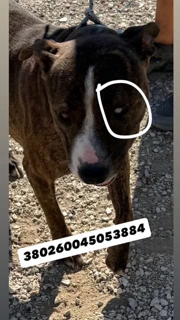 CASTELLO DI CISTERNA, TIGRATO female 4yo mixed breed for adoption at Canile Re.Ca.No, Giugliano