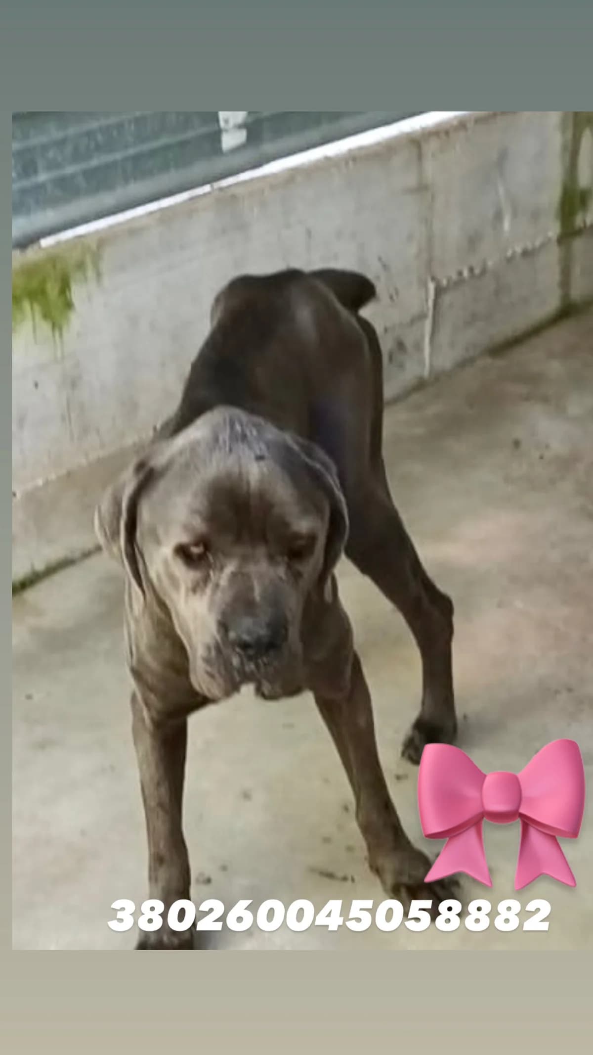 Dog, GRIGIO female 6yo Cane Corso for adoption at Canile Re.Ca.No, Giugliano