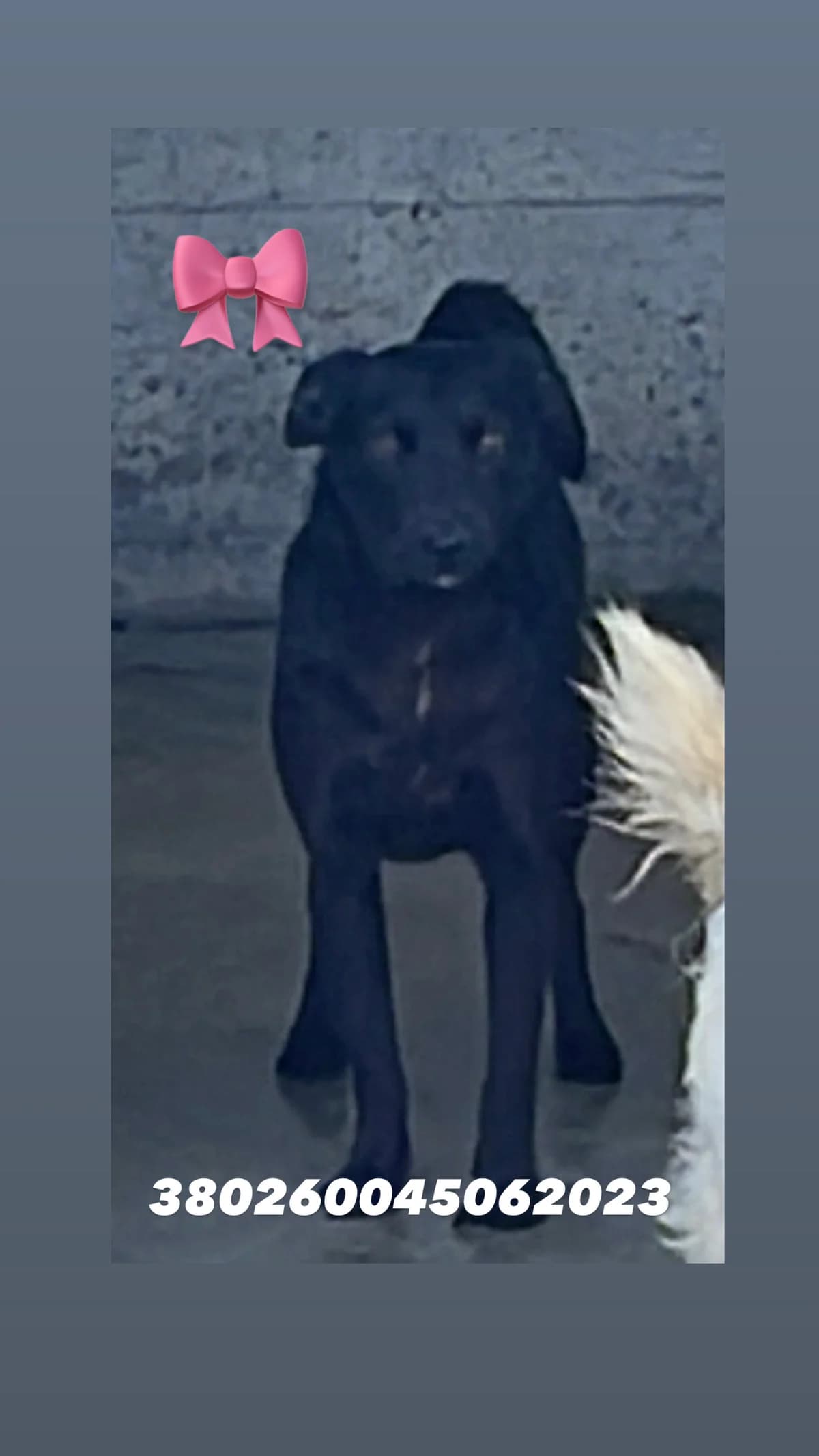 Dog, NERO female 7yo mixed breed for adoption at Canile Re.Ca.No, Giugliano