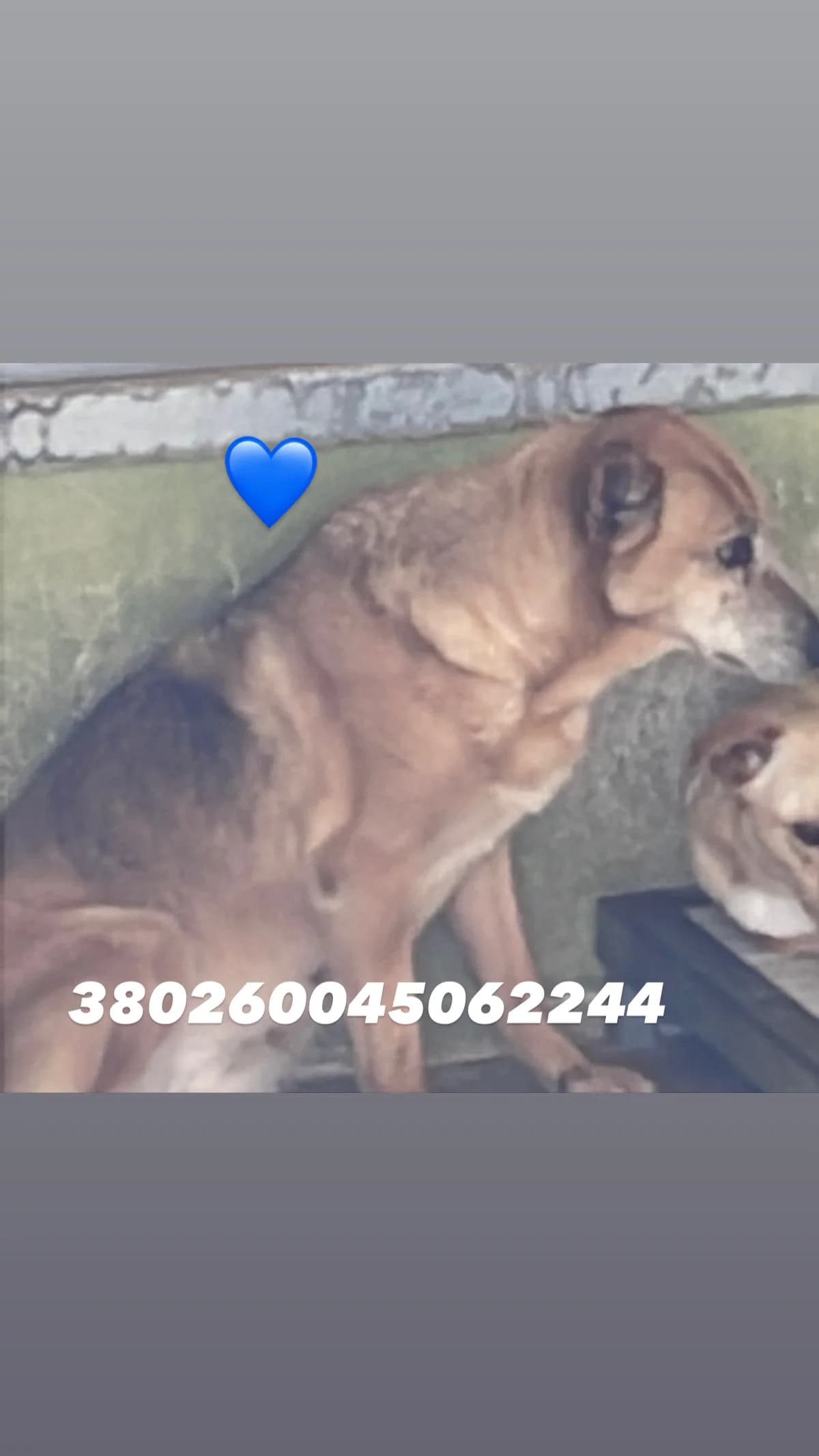 Dog, FULVO male 7yo mixed breed for adoption at Canile Re.Ca.No, Giugliano