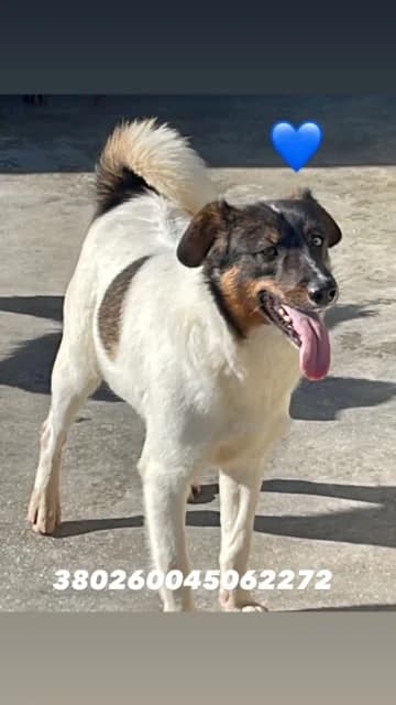 Dog, BIANCO NERO male senior mixed breed for adoption at Canile Re.Ca.No, Giugliano