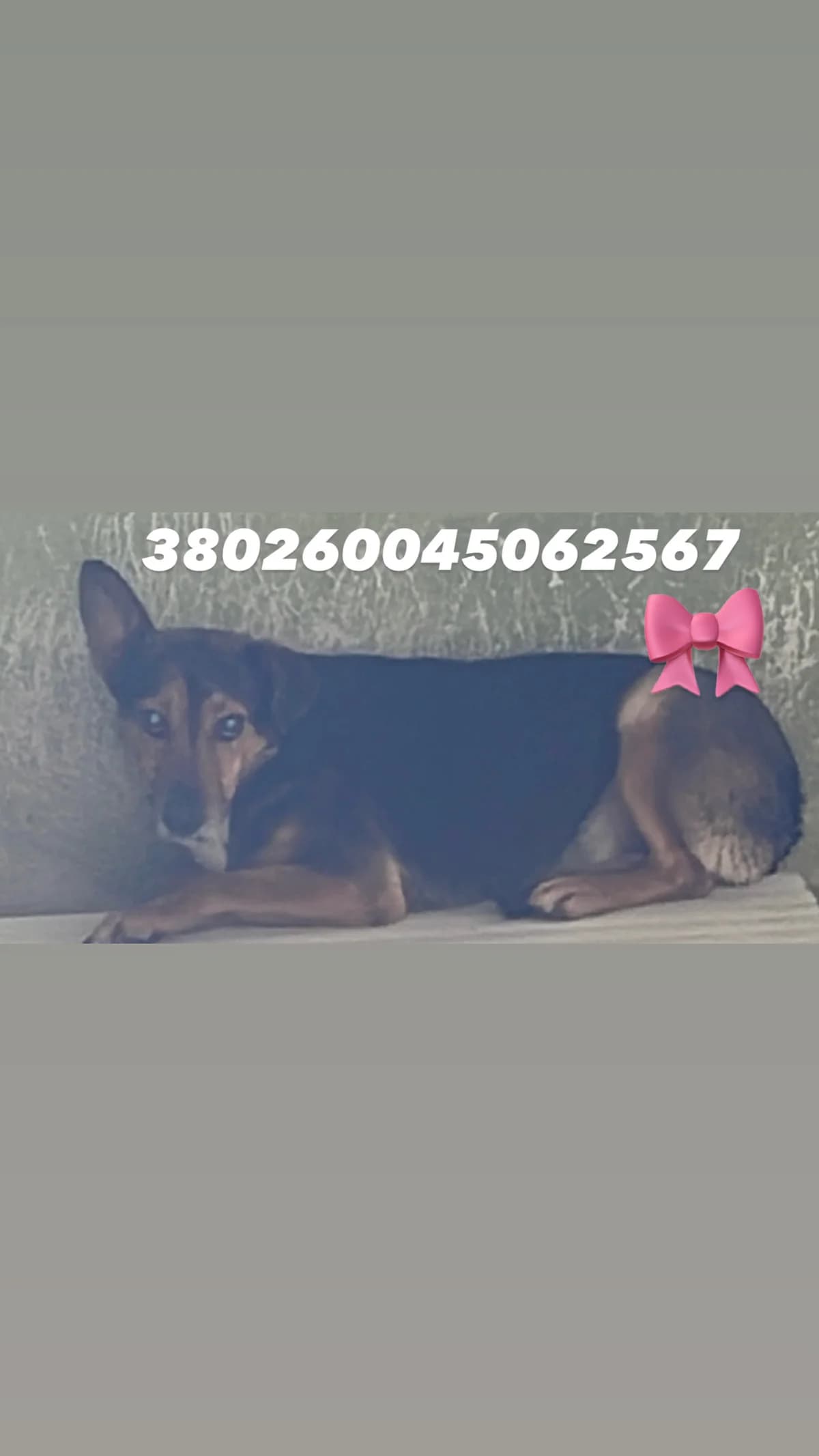 Dog, Nero Focato female senior mixed breed for adoption at Canile Re.Ca.No, Giugliano