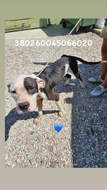 Dog, MARRONE BIANCO male 5yo mixed breed for adoption at Canile Re.Ca.No, Giugliano