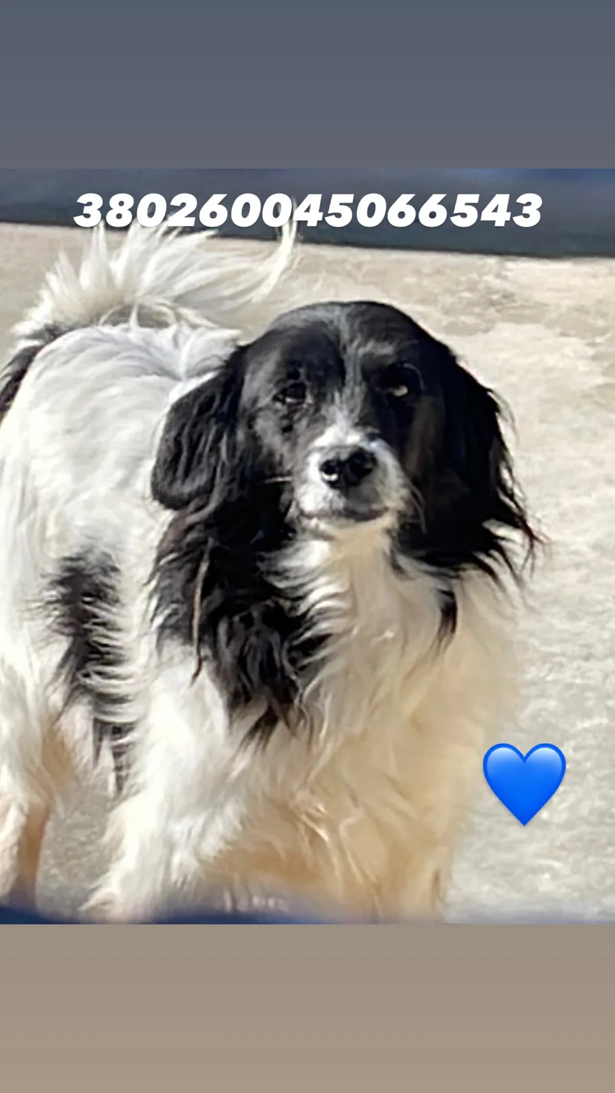Dog, BIANCO NERO male senior mixed breed for adoption at Canile Re.Ca.No, Giugliano