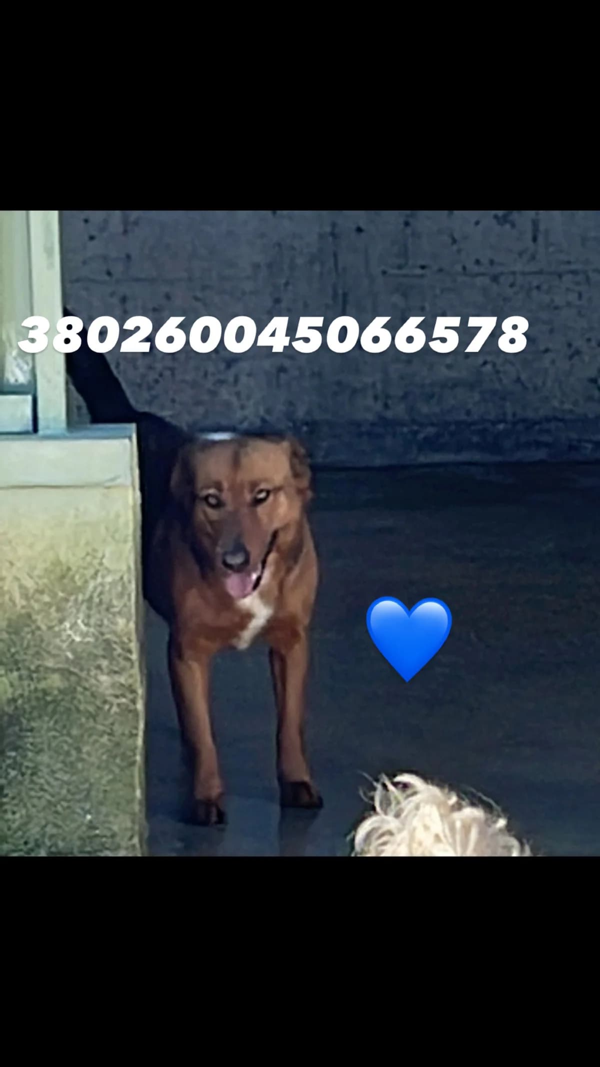 Dog, FULVO SCURO male 6yo mixed breed for adoption at Canile Re.Ca.No, Giugliano
