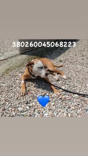 Dog, MARRONE BIANCO male senior Pit Bull Terrier for adoption at Canile Re.Ca.No, Giugliano