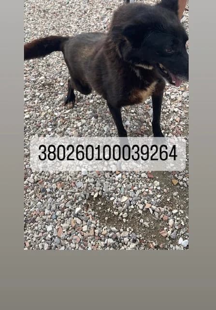 Dog, NERO BIANCO female 3yo mixed breed for adoption at Canile Re.Ca.No, Giugliano