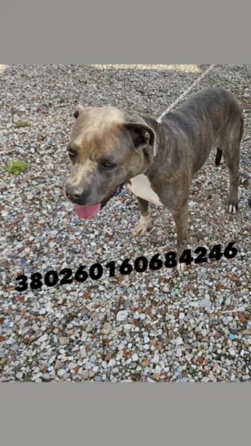 Dog, TIGRATO female 7yo Pit Bull Terrier for adoption at Canile Re.Ca.No, Giugliano