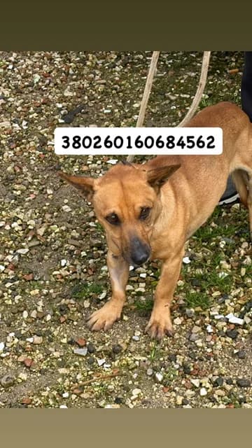 Comune di Pozzuoli, FULVO male 6yo mixed breed for adoption at Canile Re.Ca.No, Giugliano