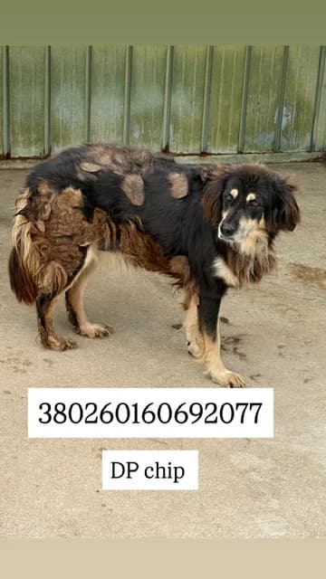 Comune di Quarto, BIANCO NERO female 4yo mixed breed for adoption at Canile Re.Ca.No, Giugliano