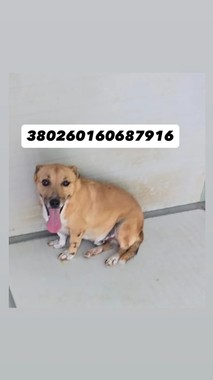 Comune di Quarto, FULVO BIANCO male senior mixed breed for adoption at Canile Re.Ca.No, Giugliano
