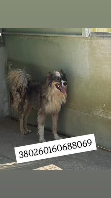 Comune di Quarto, BIANCO NERO male young mixed breed for adoption at Canile Re.Ca.No, Giugliano