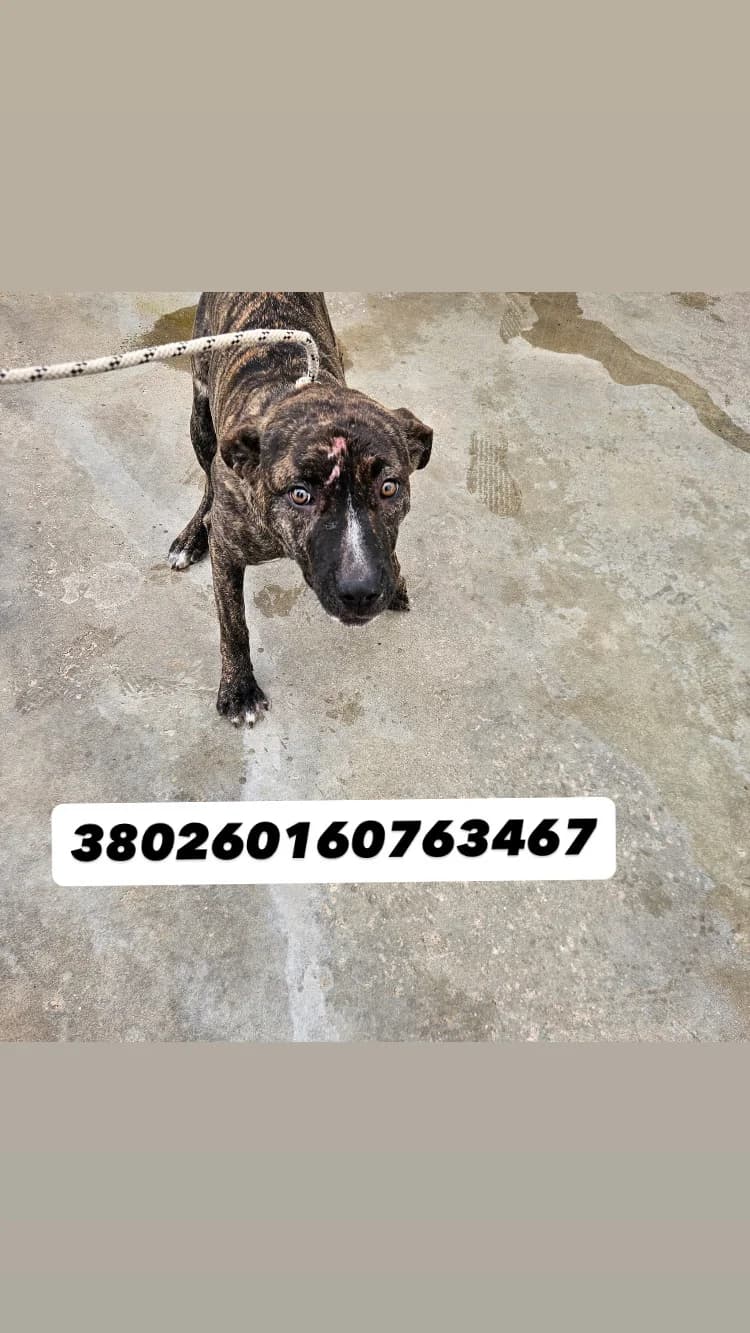 COMUNE DI GIUGLIANO, TIGRATO female 3yo mixed breed for adoption at Canile Re.Ca.No, Giugliano