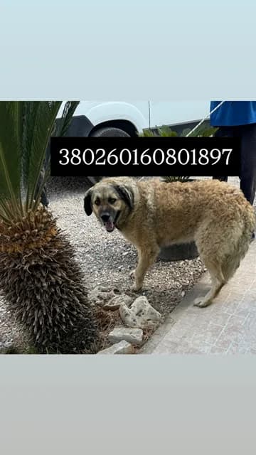 Comune di Quarto, FULVO CARBONATO male 6yo mixed breed for adoption at Canile Re.Ca.No, Giugliano