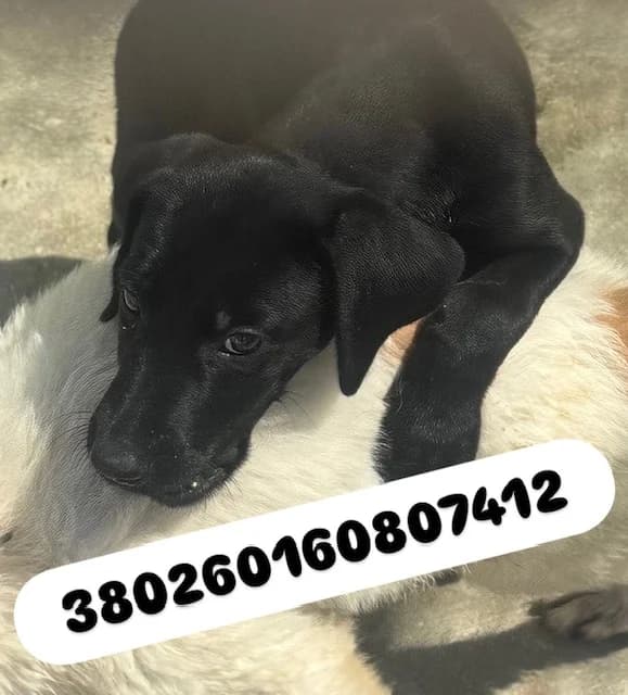 Comune di Quarto, NERO male young mixed breed for adoption at Canile Re.Ca.No, Giugliano