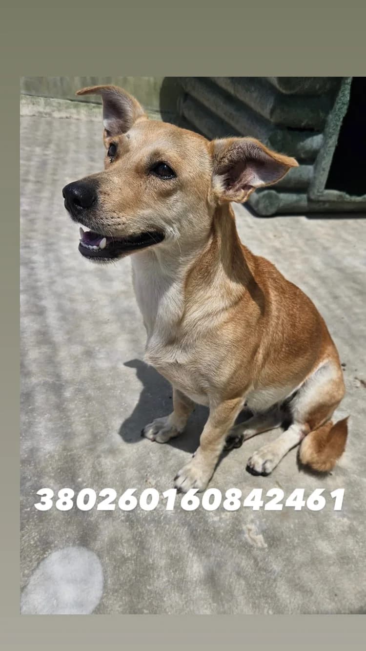 Comune di Quarto, FULVO female young mixed breed for adoption at Canile Re.Ca.No, Giugliano