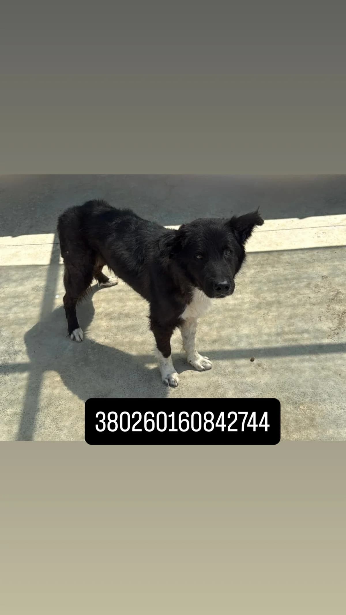 Comune di Quarto, NERO BIANCO male 6yo mixed breed for adoption at Canile Re.Ca.No, Giugliano