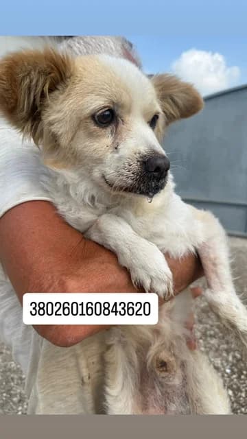 Comune di Quarto, FULVO BIANCO male senior mixed breed for adoption at Canile Re.Ca.No, Giugliano