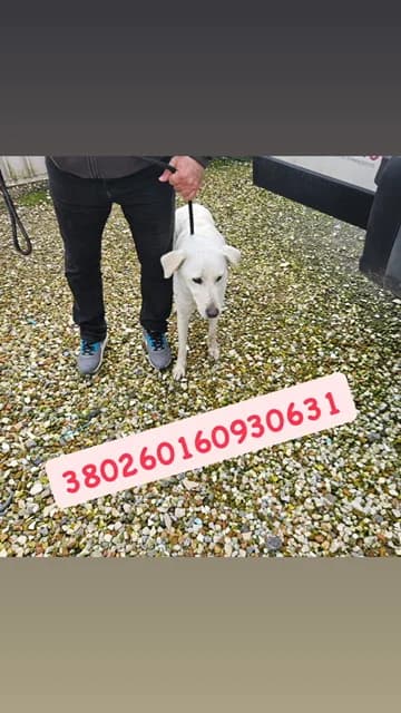 STELLINA, BIANCO female young mixed breed for adoption at Canile Re.Ca.No, Giugliano