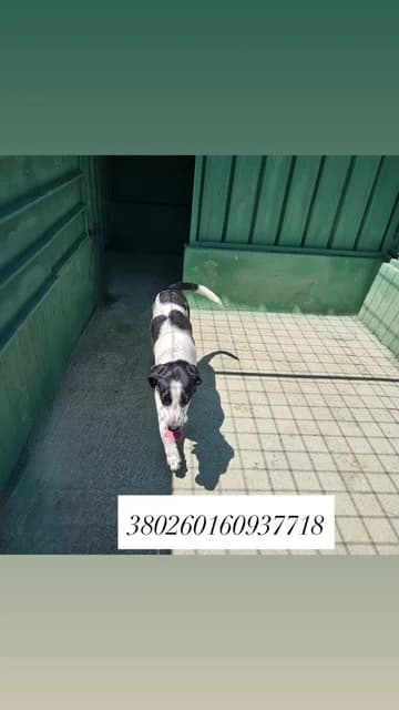 CIPSY, BIANCO NERO male young mixed breed for adoption at Canile Re.Ca.No, Giugliano