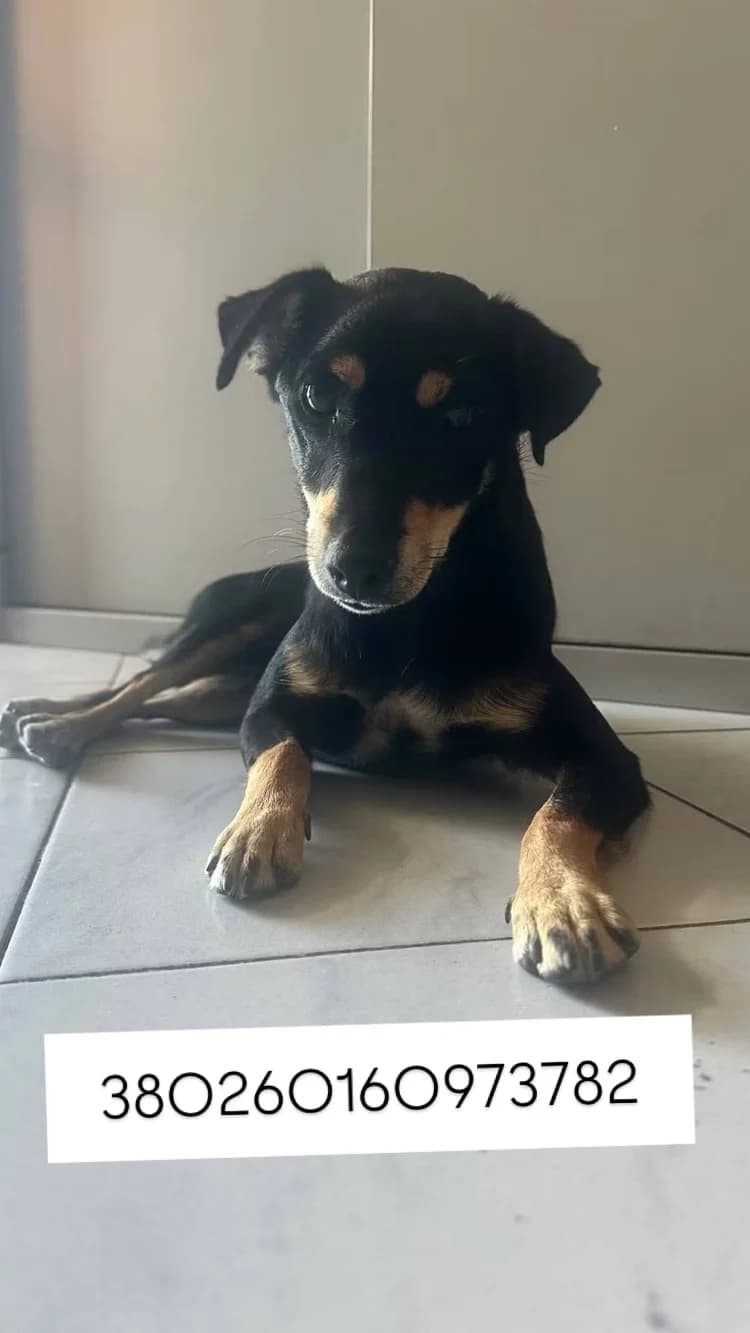 MILO, Nero Focato male puppy mixed breed for adoption at Canile Re.Ca.No, Giugliano