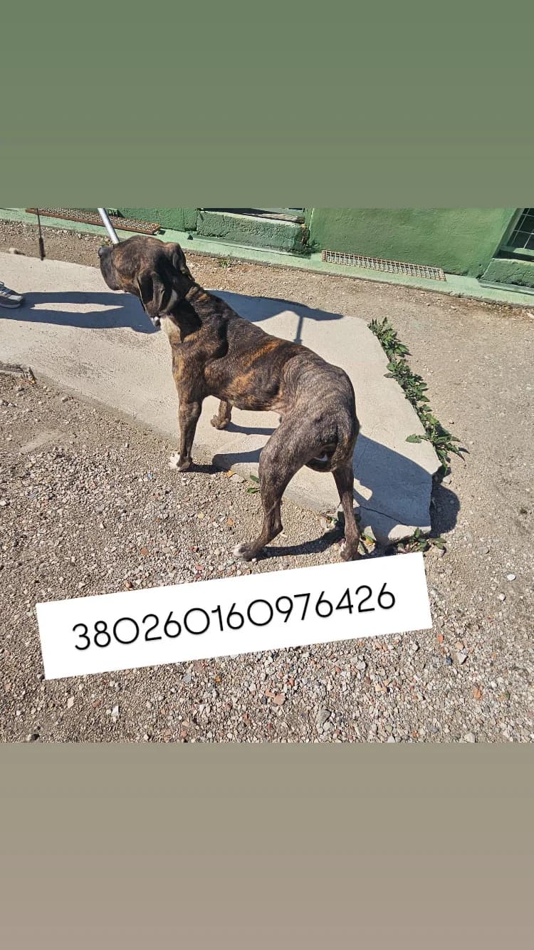 CHERRY, TIGRATO male 5yo mixed breed for adoption at Canile Re.Ca.No, Giugliano