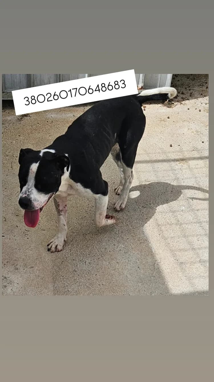 CASTELLO DI CISTERNA, BIANCO NERO male young mixed breed for adoption at Canile Re.Ca.No, Giugliano