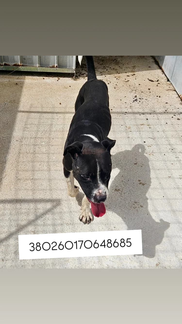 CASTELLO DI CISTERNA, BIANCO NERO male young mixed breed for adoption at Canile Re.Ca.No, Giugliano