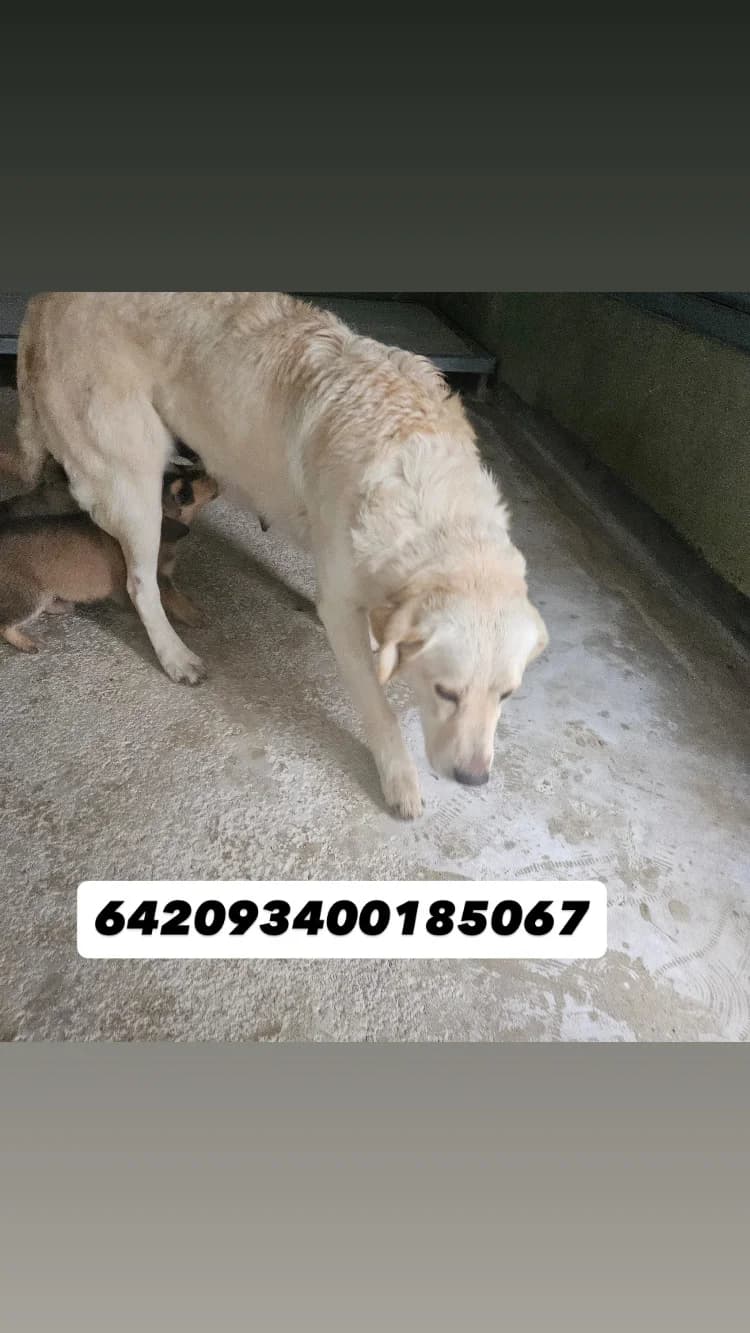 COMUNE DI GIUGLIANO, FULVO female 5yo mixed breed for adoption at Canile Re.Ca.No, Giugliano