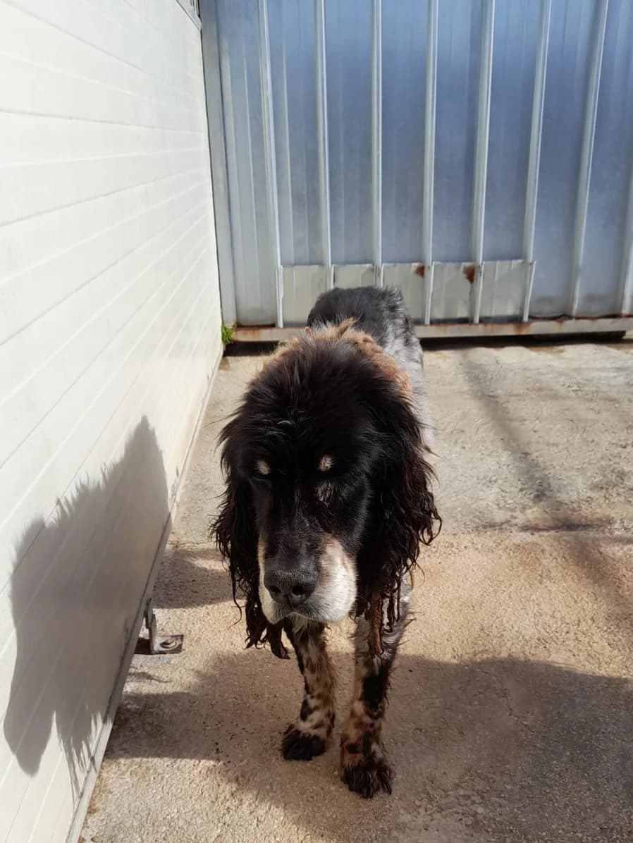 Comune di Marigliano, TRICOLORE male senior mixed breed for adoption at Canile Re.Ca.No, Giugliano