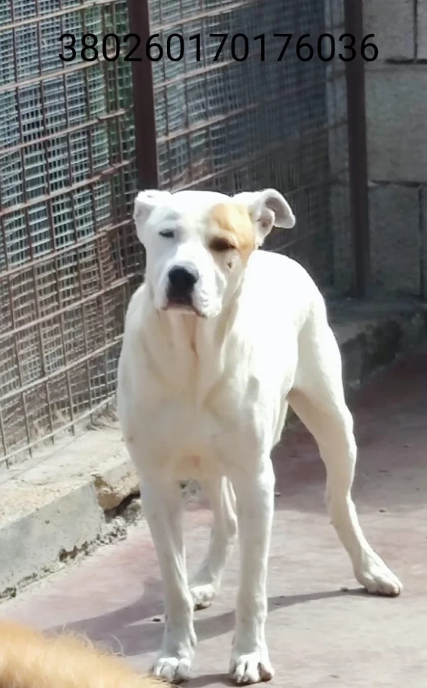 Achille, male puppy Mixed Breed for adoption at Canile Rifugio Oasi