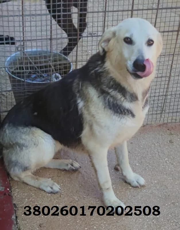 Amore 2, male puppy Mixed Breed for adoption at Canile Rifugio Oasi