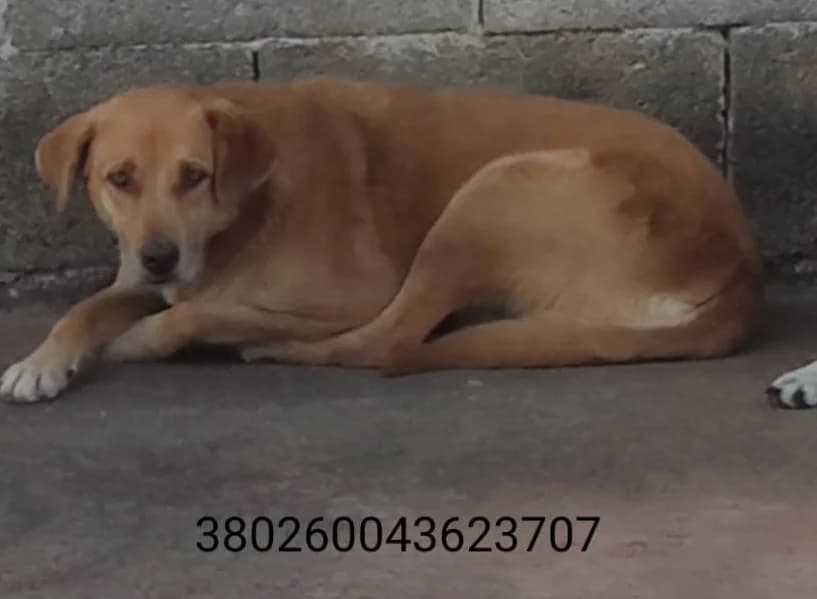 Biscotto, male puppy Mixed Breed for adoption at Canile Rifugio Oasi
