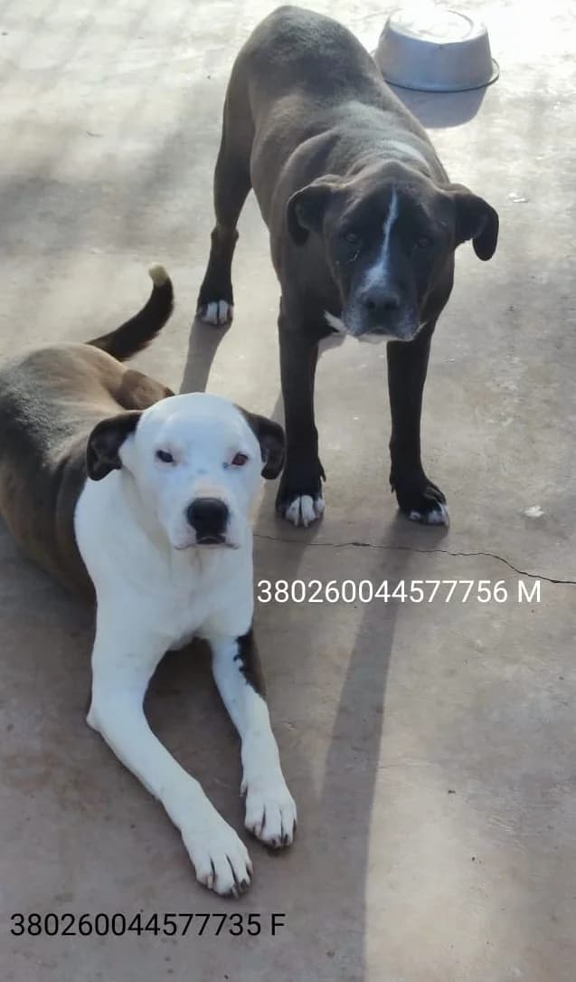Bonnie & Clyde, male puppy Mixed Breed for adoption at Canile Rifugio Oasi