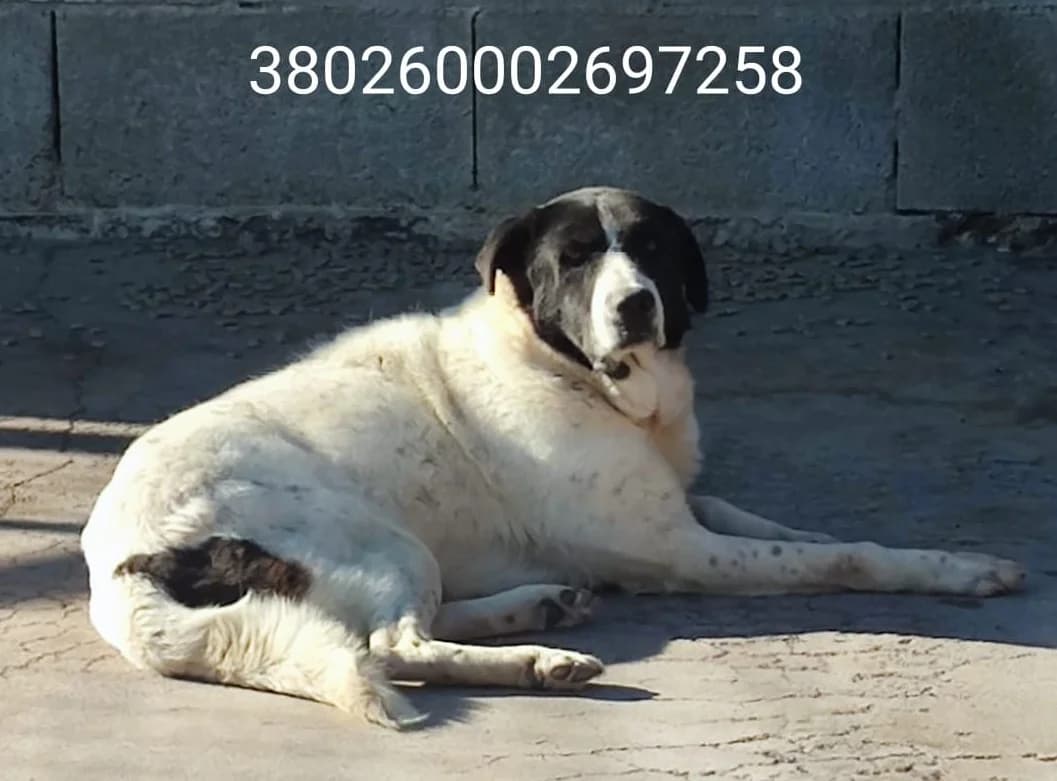 Cavaliere, male puppy Mixed Breed for adoption at Canile Rifugio Oasi