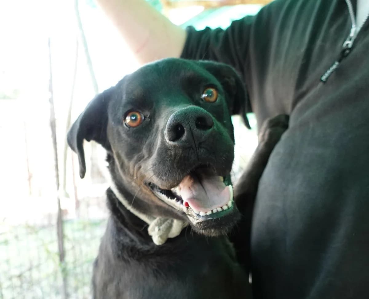Charlie (scheda cane), male puppy Mixed Breed for adoption at Canile Rifugio Oasi