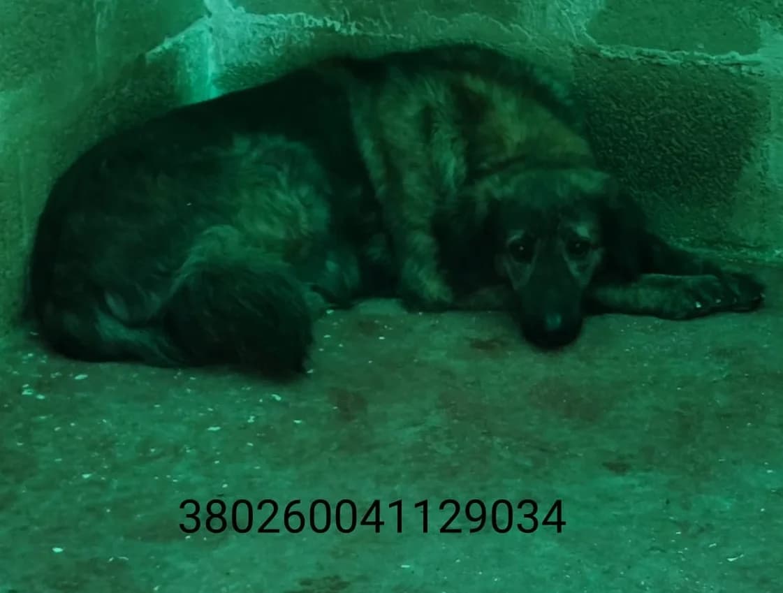 Christine, male puppy Mixed Breed for adoption at Canile Rifugio Oasi