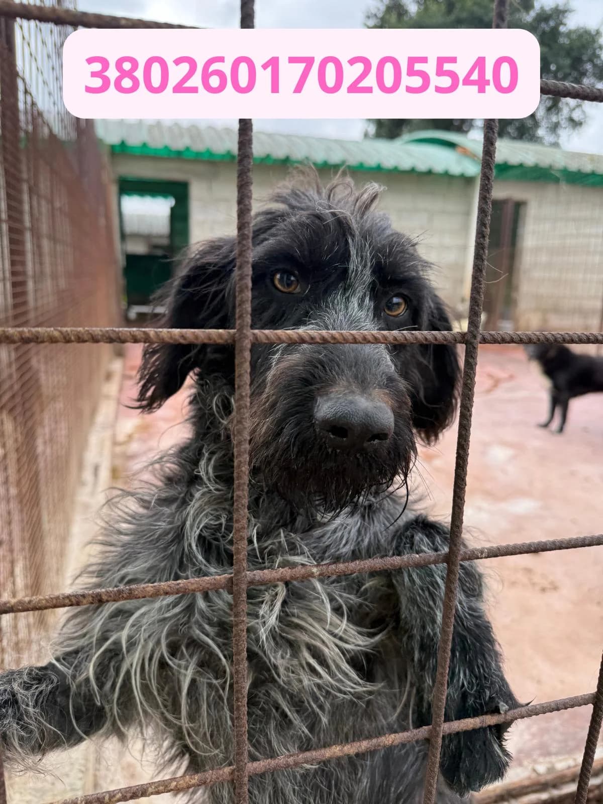 ELETTRA, female 3yo Mixed Breed for adoption at Canile Rifugio Oasi