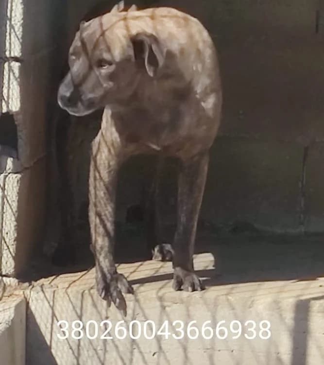 Lucifer, male puppy Mixed Breed for adoption at Canile Rifugio Oasi