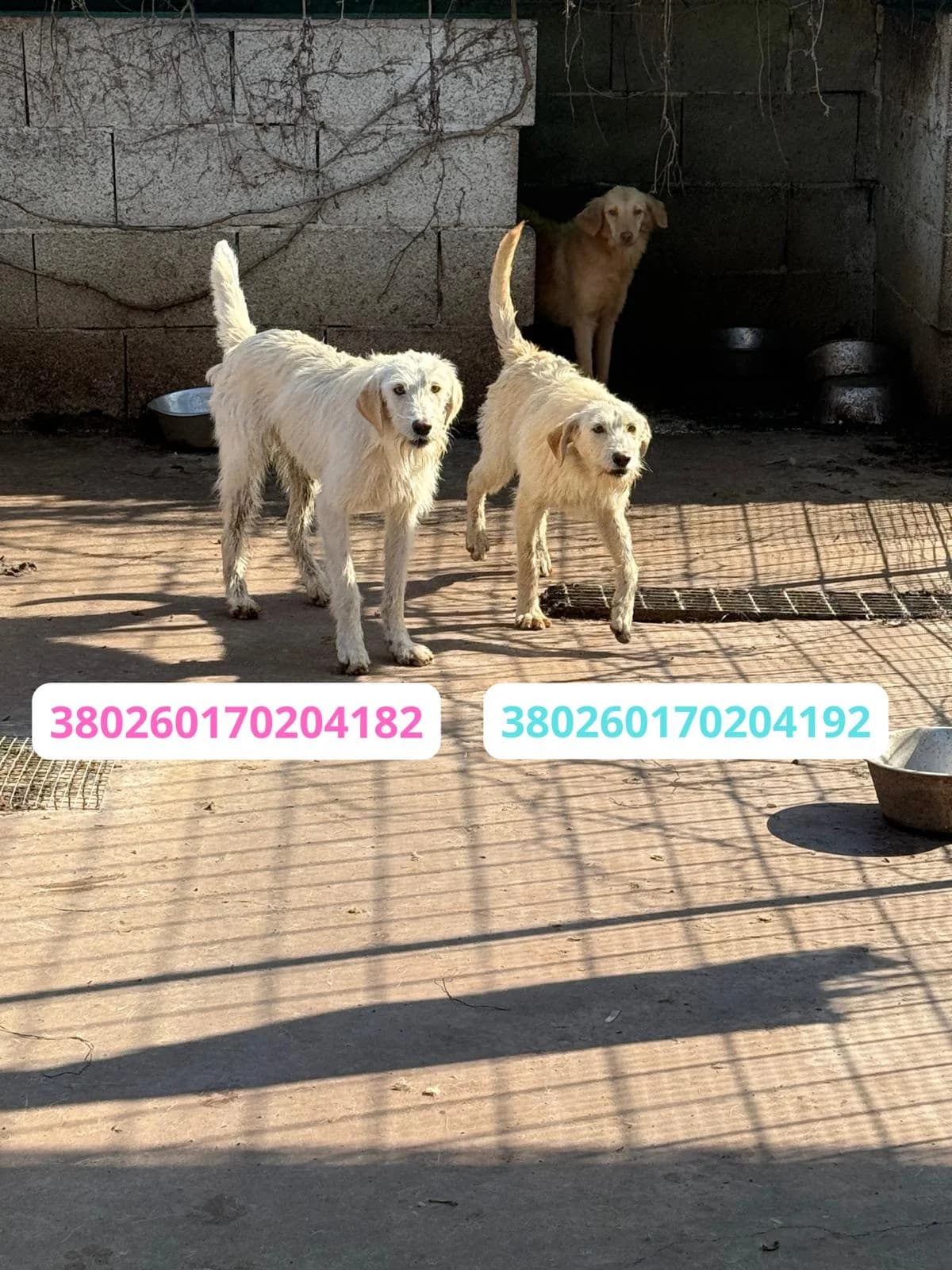 Margot e Lupen, female Mixed Breed for adoption at Canile Rifugio Oasi