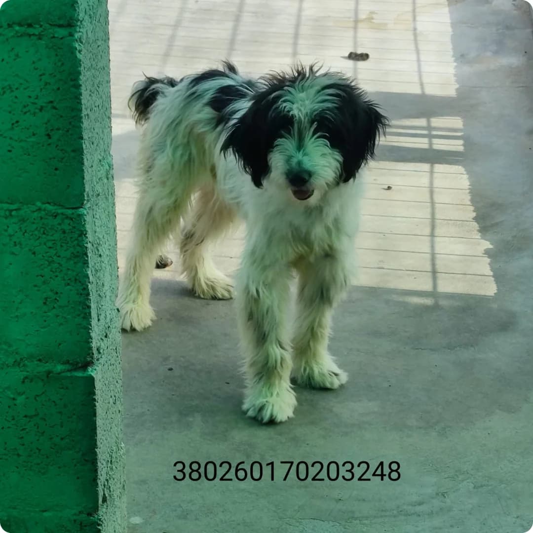 Panda, male puppy Mixed Breed for adoption at Canile Rifugio Oasi
