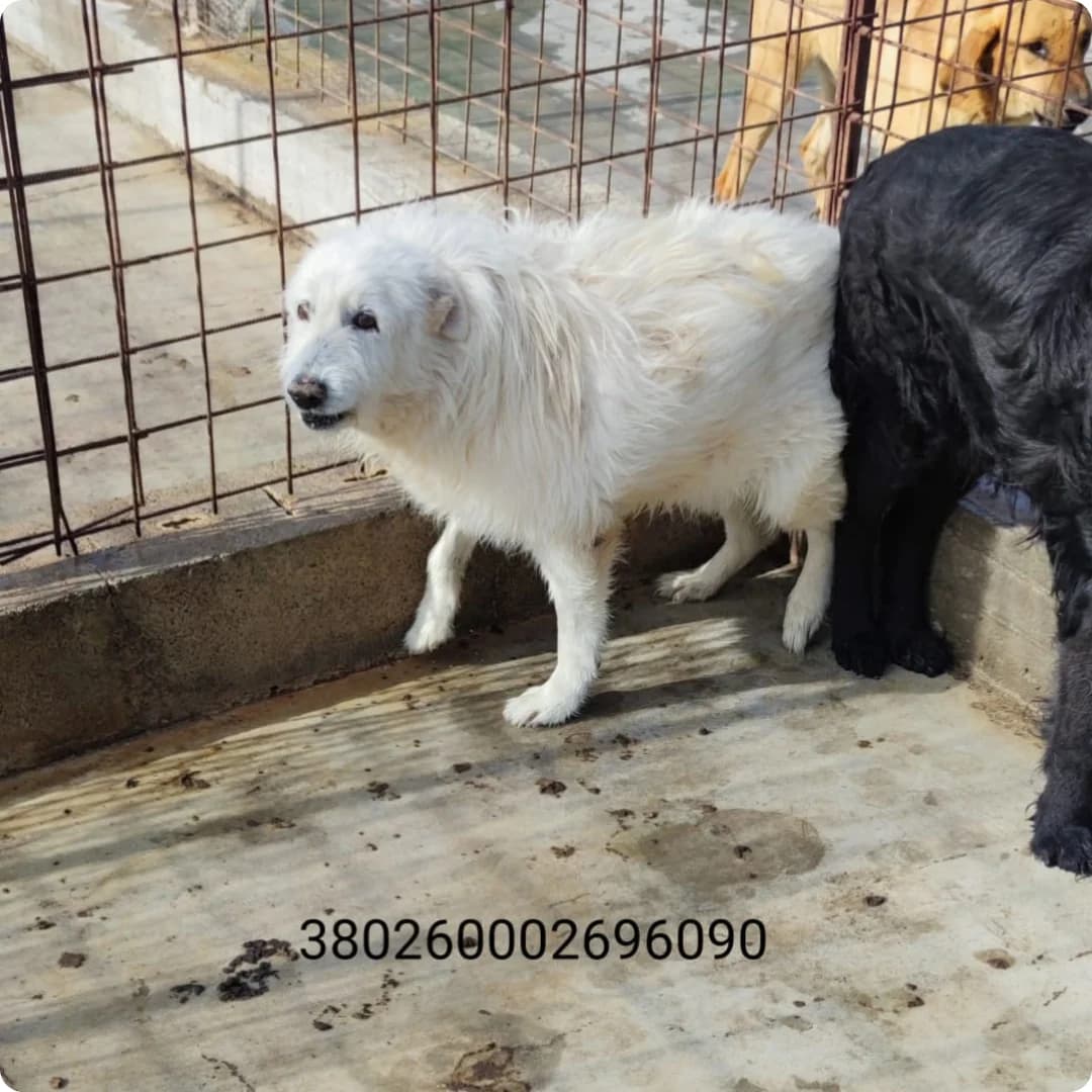 Pollino, male puppy Mixed Breed for adoption at Canile Rifugio Oasi