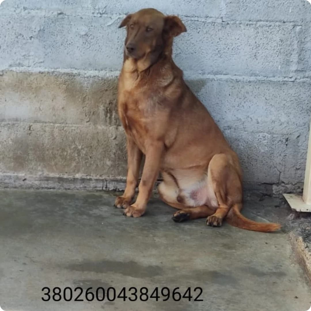 Roger, male puppy Mixed Breed for adoption at Canile Rifugio Oasi