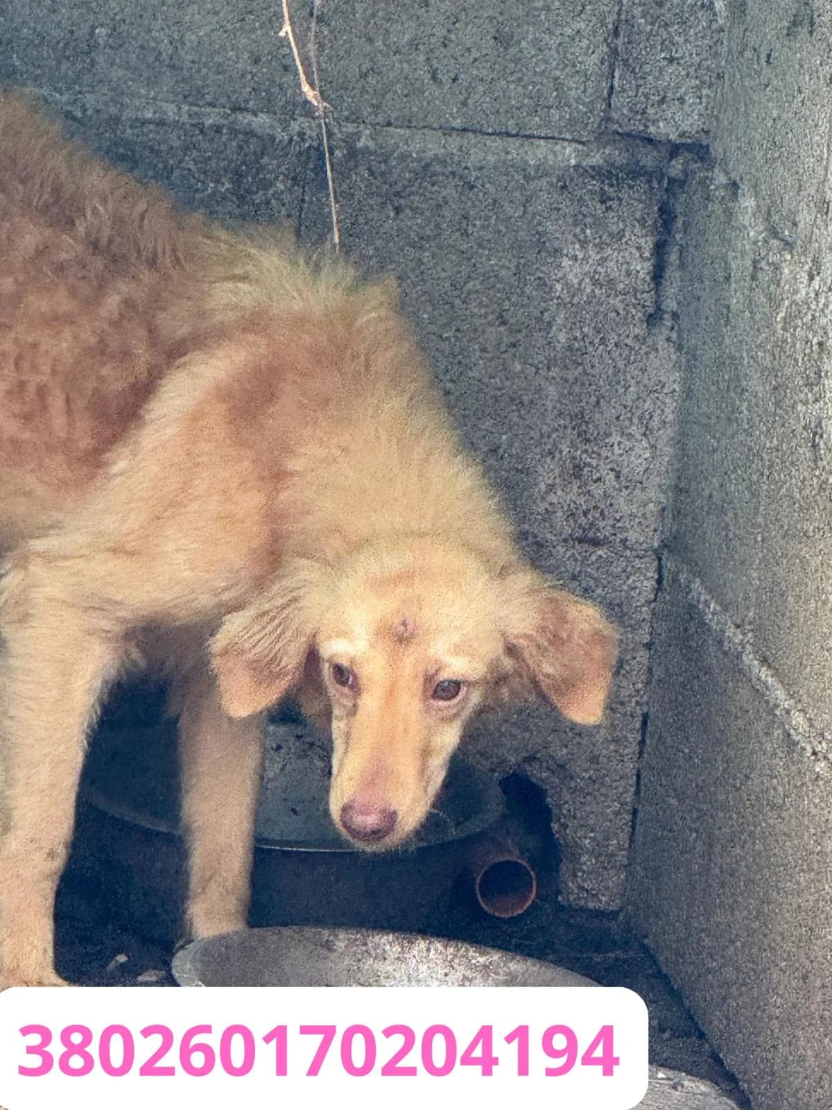 Rosetta, male puppy Mixed Breed for adoption at Canile Rifugio Oasi