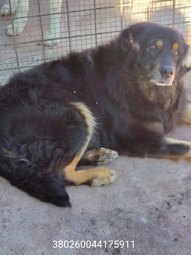 Tobia, male puppy Mixed Breed for adoption at Canile Rifugio Oasi