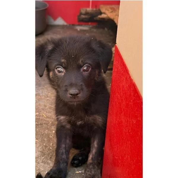 IOSTO, NERO FOCATO male puppy mixed breed for adoption at Canile Shardana, Sardegna