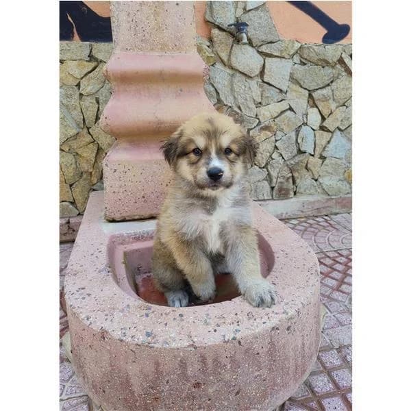 Jasmine, TRICOLORE female puppy mixed breed for adoption at Canile Shardana, Sardegna