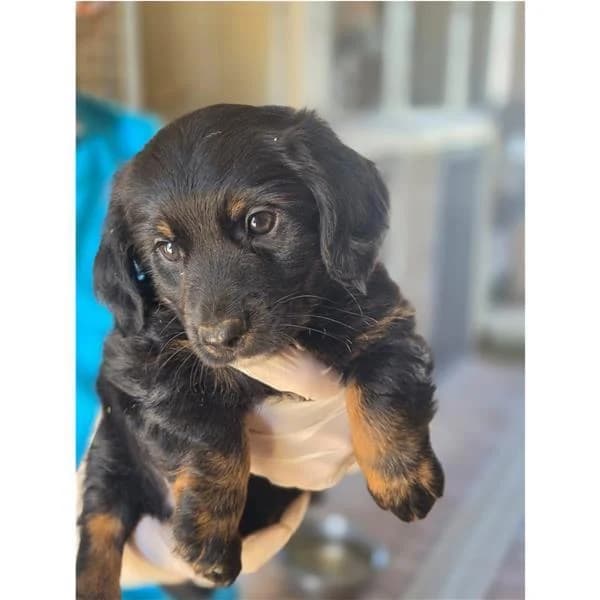 Carolina, fulva female puppy mixed breed for adoption at Canile Shardana, Sardegna