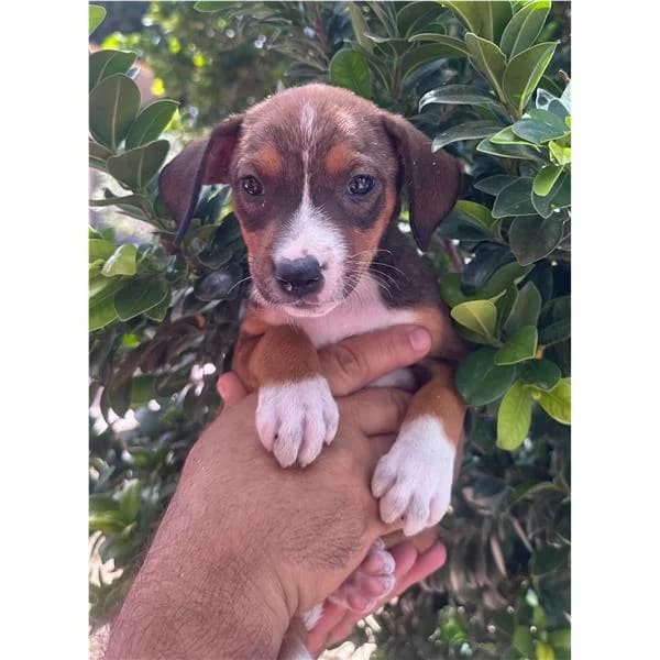 Kikka, NERO FOCATO female 7yo mixed breed for adoption at Canile Shardana, Sardegna